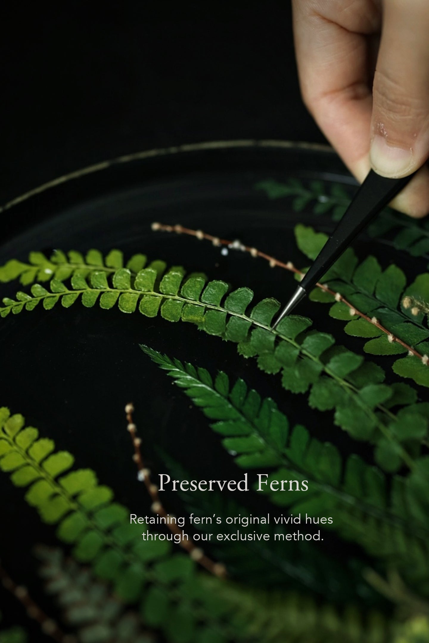 Lacquer Essence Plate — Fern Edition