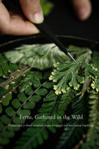 Lacquer Essence Vase — Fern Edition